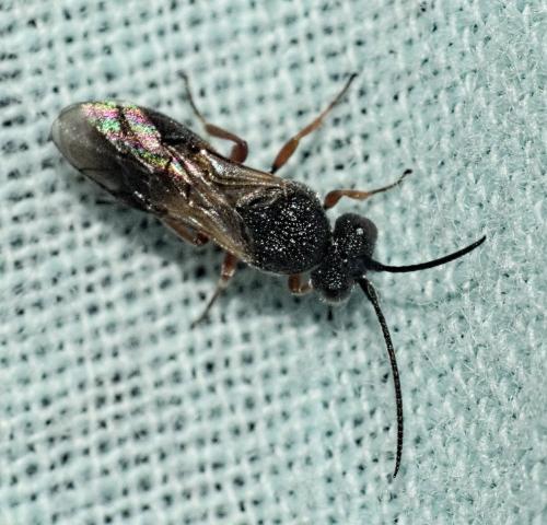 Chelonus sp.